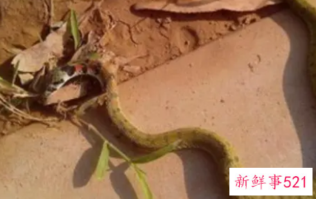 梦见很多蛇围着自己但是没有咬到我