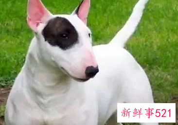 世界上最凶猛的小型犬