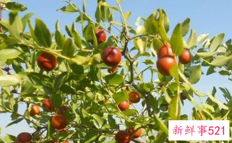 酸枣叶茶的功效与作用