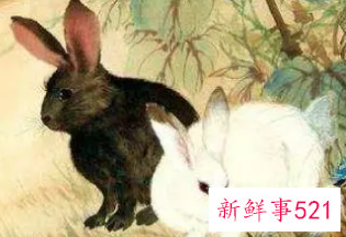 属兔出轨是不是属相第一