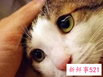 猫咪知道主人对它好吗