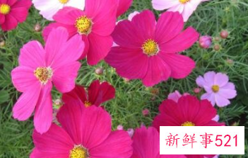 象征家庭和睦的花