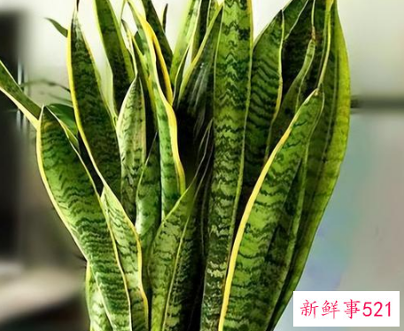 镇宅的花有哪些