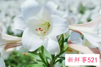 白花百合对皮肤的作用