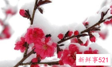 春在诗中有哪些意象