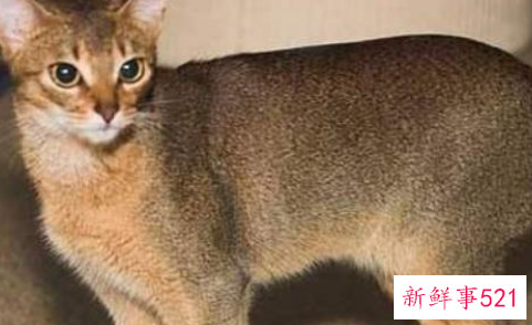 世界上血统最高贵的猫