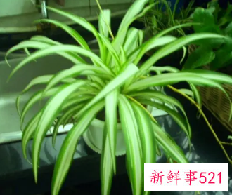 属羊的幸运植物及图片