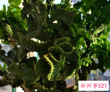 镇宅的花有哪些