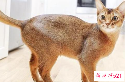 世界上血统最高贵的猫