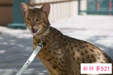 世界上血统最高贵的猫