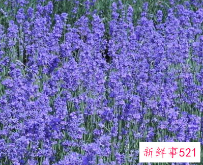 薰衣草十一月份还有吗