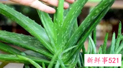 芦荟的使用方法