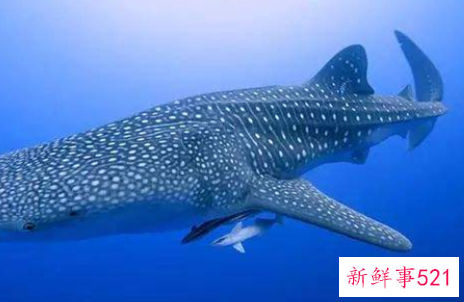 世界上最温顺的鲨鱼