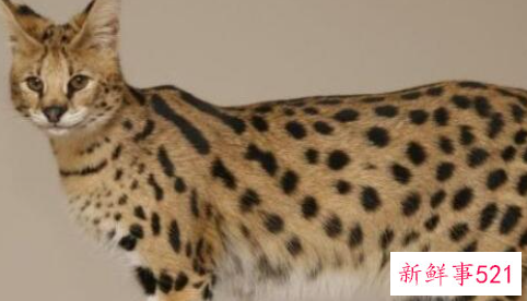 世界上血统最高贵的猫