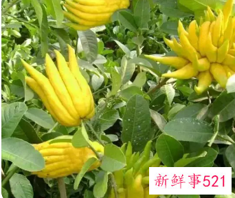 新鲜的佛手柑怎么吃