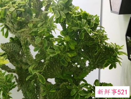 镇宅的花有哪些