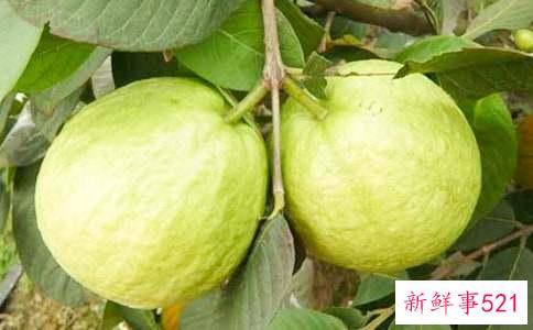 番石榴怎么吃才好