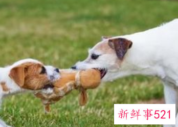 怀孕梦见好多狗是什么意思