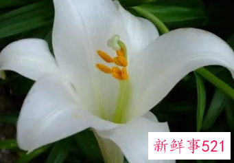 白花百合对皮肤的作用