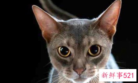 世界上血统最高贵的猫