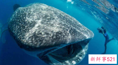 世界上最温顺的鲨鱼