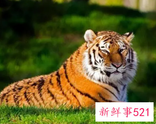 本命年虎年能纹身吗