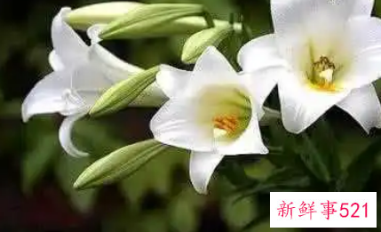 白花百合对皮肤的作用