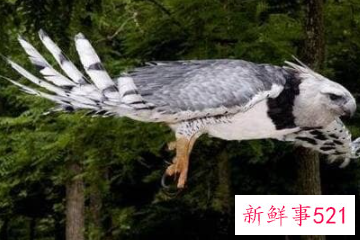 世界十大猛禽实力排名