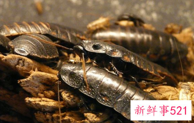 梦见很多蟑螂是什么意思