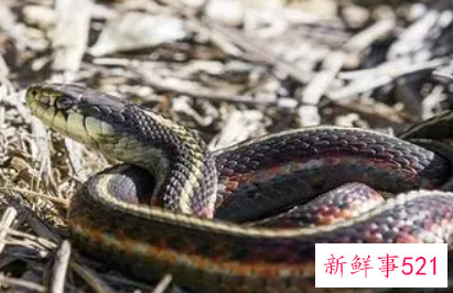 梦见很多蛇围着自己但是没有咬到我