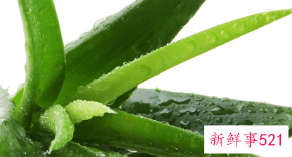 芦荟的使用方法