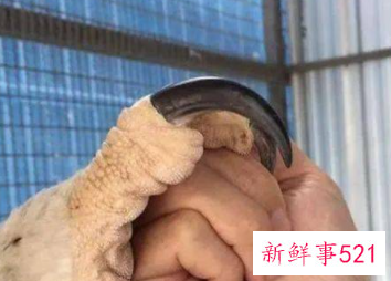 世界十大猛禽实力排名