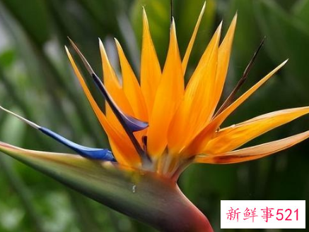 镇宅的花有哪些