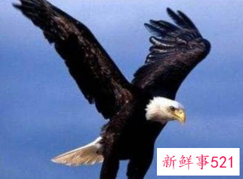 世界十大猛禽实力排名