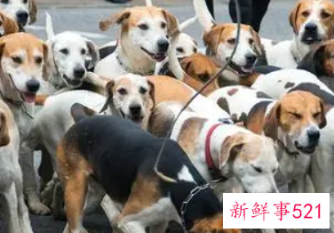 怀孕梦见好多狗是什么意思