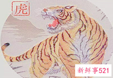 属虎的人起名取名宜忌