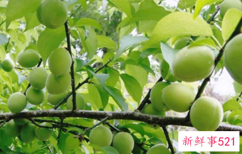 梦见酸有什么征兆