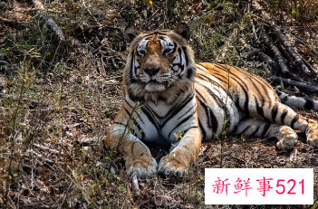 属虎的人起名取名宜忌