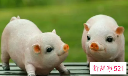 属猪女士佩戴什么饰品