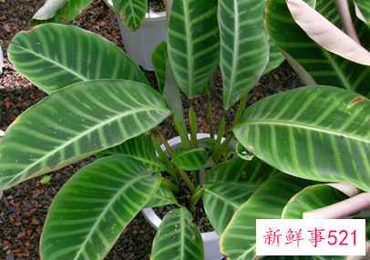 竹芋叶子焦边怎么办