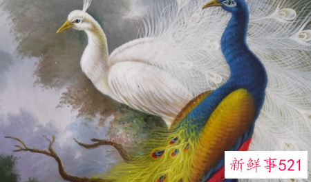 孔雀简单介绍和特点是什么