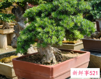 镇宅的花有哪些