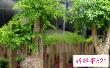 象征家庭和睦的花