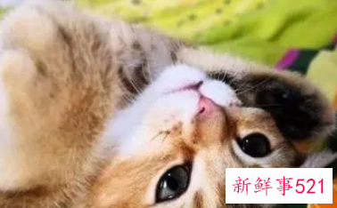 猫咪知道主人对它好吗