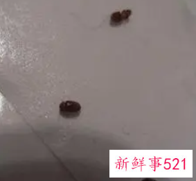 咖啡色椭圆形小虫子怎么消灭