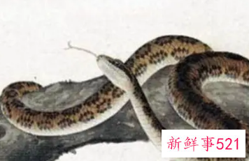 属蛇女的异性魅力