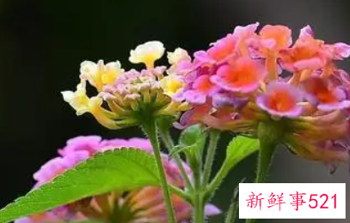 象征家庭和睦的花