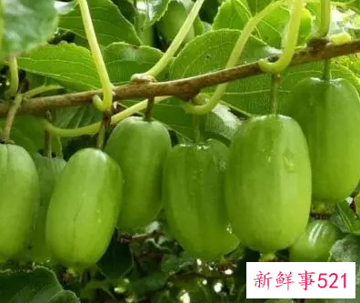 软枣有什么营养价值