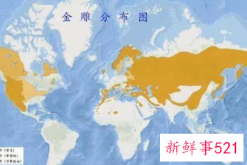 世界十大猛禽实力排名