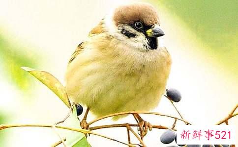 麻雀飞进家里什么风水